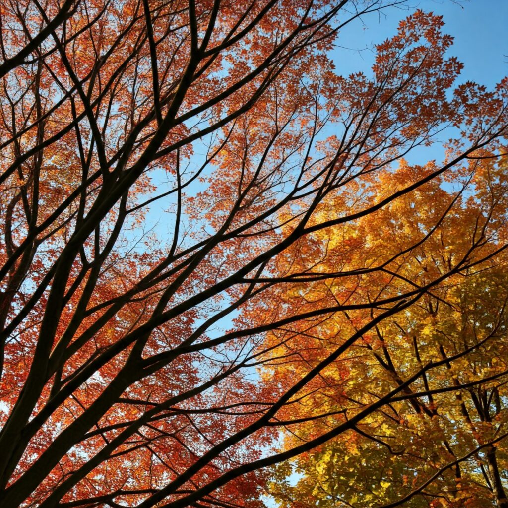 Tree branches in autumn