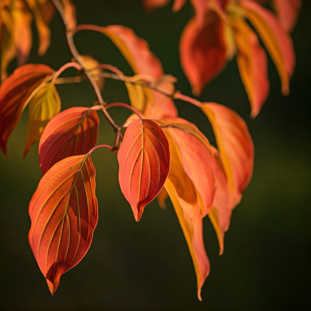 dogwood leaves