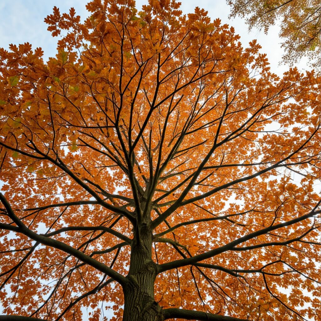 northern red oak