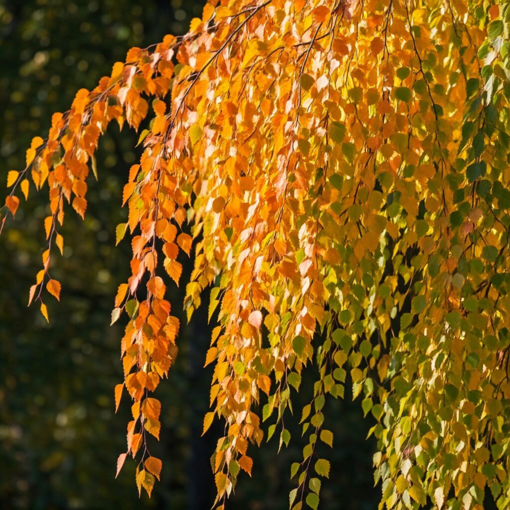 river birch